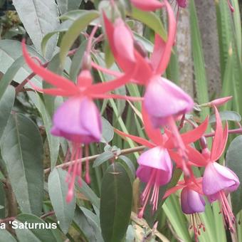 Fuchsia 'Saturnus'