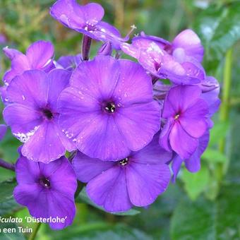 Phlox paniculata 'Düsterlohe'