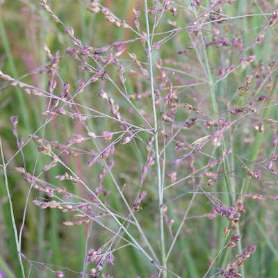 Vingergras - Panicum virgatum 'Heavy Metal'