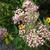 Eupatorium maculatum