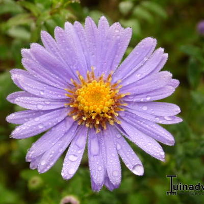 Sluieraster, herfstaster - Aster cordifolius 'Little Carlow'