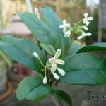 Osmanthus fragrans 'Rixianggui' - Zoete osmanthus, Schijnhulst