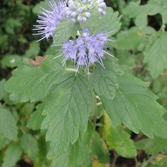 Caryopteris x clandonensis 'Heavenly Blue'