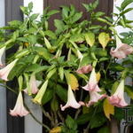 Brugmansia suaveolens - Engelentrompetn doornappel