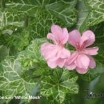 Pelargonium peltatum 'White Mesh' - Geranium