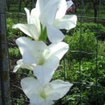 Gladiolus 'Bangladesh' - Gladiool