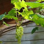 Vitis vinifera 'Himrod' - Druif, pitloze