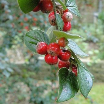 Cotoneaster