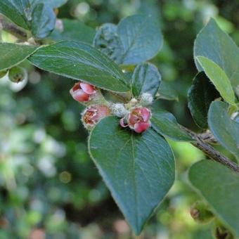 Cotoneaster