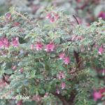 Fuchsia microphylla - Bellenplant