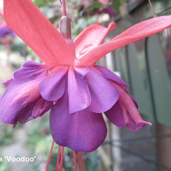 Fuchsia 'Voodoo'