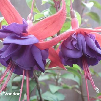 Fuchsia 'Voodoo'