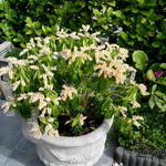 Pieris japonica 'Sarabande' - Rotsheide