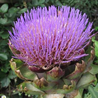 Cynara scolymus