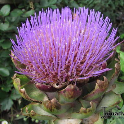 Artisjok - Cynara scolymus