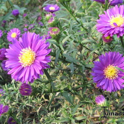 Alpenaster - Aster alpinus 'Dunkle Schöne'