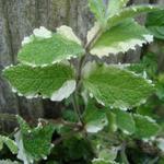 Mentha suaveolens 'Variegata' - Bonte appelmunt