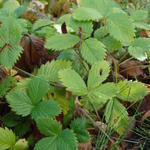 Fragaria Vesca 'Blanc Ameliore' - Witte aardbei