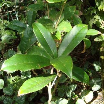 Osmanthus fragrans f. aurantiacus