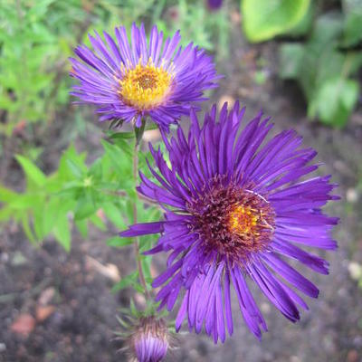 Aster - Aster novae-angliae 'Marina Wolkonsky'