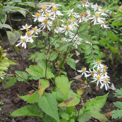 Herfstaster - Aster divaricatus 'Tradescant'