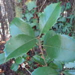 Osmanthus x fortunei - Schijnhulst