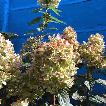 Hydrangea paniculata 'Limelight'