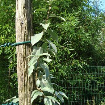 Elaeagnus 'Quicksilver'