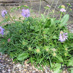 Scabiosa vestita - Duifkruid