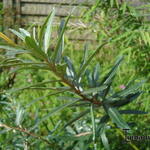 Hippophae rhamnoides 'Leikora' - Duindoorn - Hippophae rhamnoides 'Leikora'