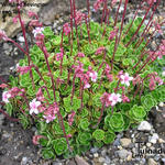 Saxifraga 'Winifred Bevington' - Steenbreek