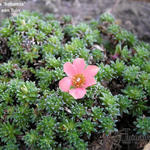 Saxifraga 'Bohemia' - Steenbreek