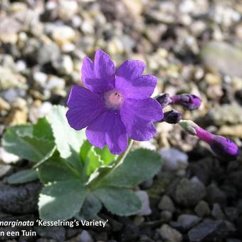 Primula marginata 'Kesselring's Variety'