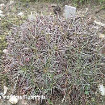 Armeria maritima 'Rubrifolia'