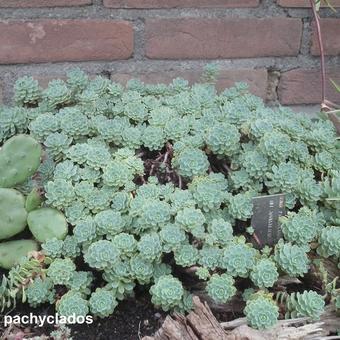 Sedum pachyclados