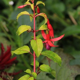 Fuchsia 'Genii'