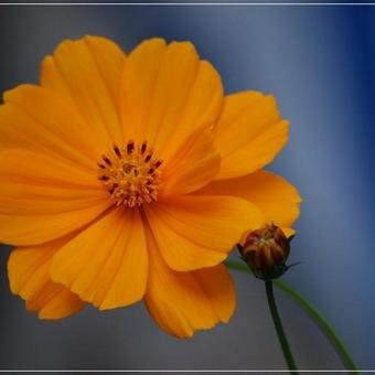 Cosmos sulphureus