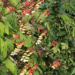 Ipomoea lobata - Spaanse vlag