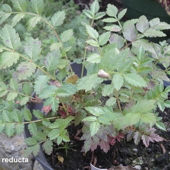 Sorbus reducta