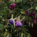 Fuchsia 'Delta's Sara' - Bellenplant