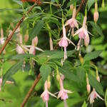 Fuchsia 'Whiteknight's Pearl' - Bellenplant