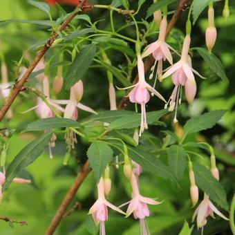 Fuchsia 'Whiteknight's Pearl'