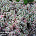 Sedum spurium 'Tricolor' - Kaukasische muurpeper, roze vetkruid - Sedum spurium 'Tricolor'