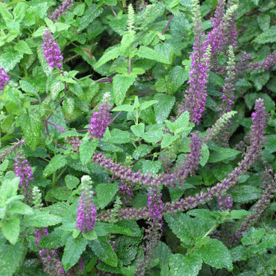 Gamander, Valse salie - Teucrium hyrcanicum