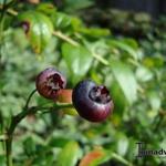 Vaccinium corymbosum 'Darrow' - Blauwe bes