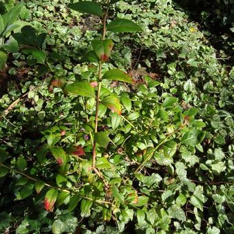 Vaccinium corymbosum 'Darrow'