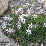 Arenaria purpurascens - Zandkruid, Zandmuur