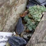 Draba ventosa - Geel hongerbloempje