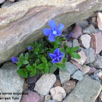 Gentiana verna 'Angulosa'