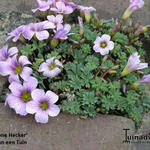 Oxalis 'Ione Hecker' - Klaverzuring